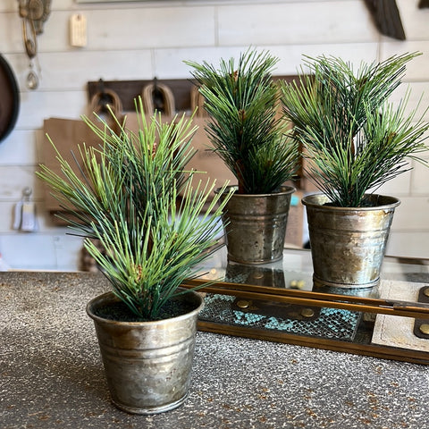 Mini Pine Tree in Tin Pot