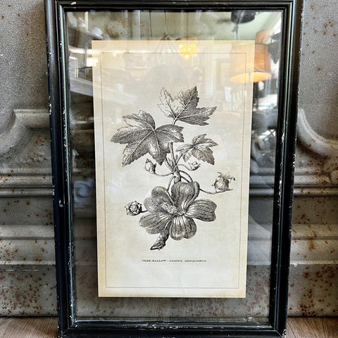 Framed Glass Floral Image Tree-Mallow