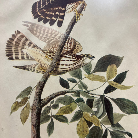 Vintage Bird Artwork