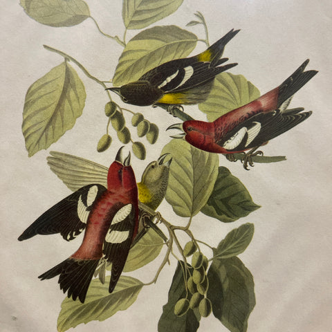 Vintage Bird Artwork
