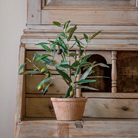 Piccolina Potted Olive Tree