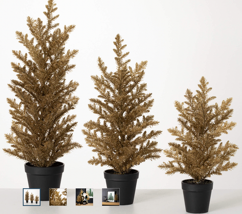 Potted Gold Pine Trees