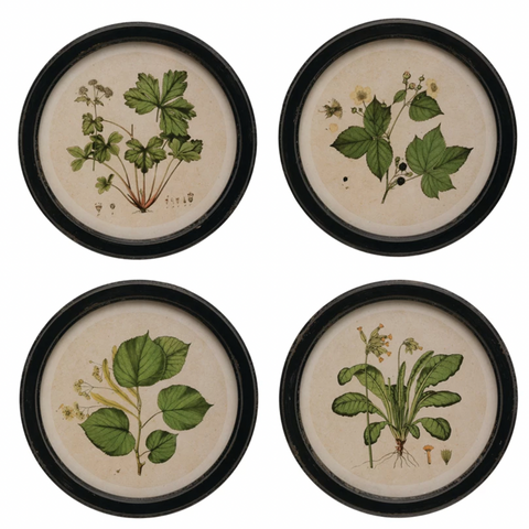 Black Wood Botanicals