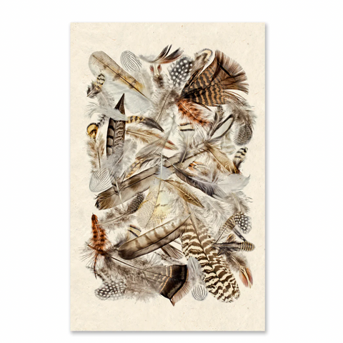 Collective Feathers (color) Print