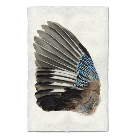 Blue Jaw Wing (left) Print