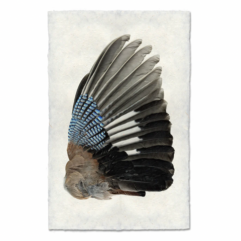 Blue Jaw Wing (right) Print