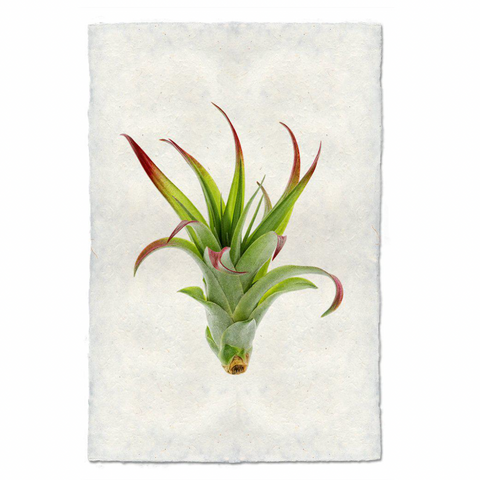 air plant vector Air Plant #2 Print – Bloom Boutiques