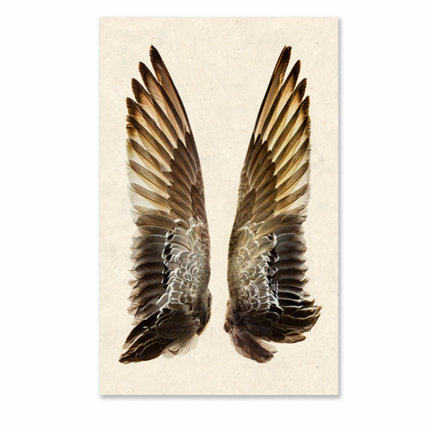 Gadwall Duck Wings Print