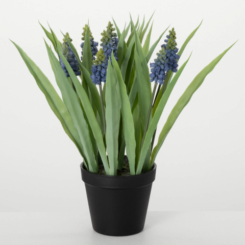 Potted Blue Grape Hyacinth