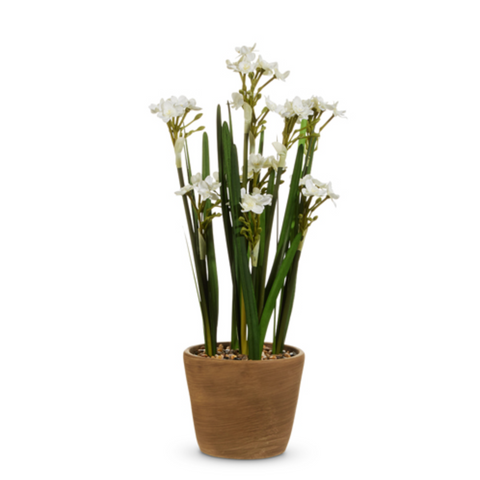 Potted 20" Paperwhites