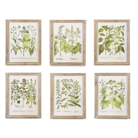 Botanical 23" Print in Natural Frame Moluca Odorataspi